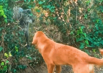 Golden Retriever Destroys Hedge Fence To Befriend New Neighbor_part2