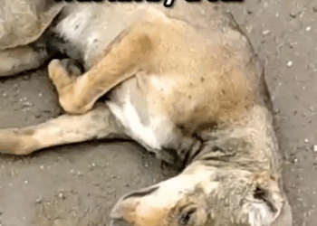 Street Puppy Who Was Hit By A Car Makes The Most Miraculous Recovery_part2