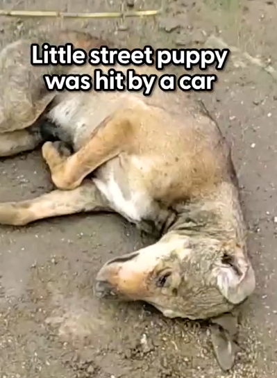 Street Puppy Who Was Hit By A Car Makes The Most Miraculous Recovery_part2