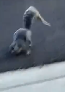 The squirrel was hit by a car this family helped it and then…. #rescue #rescueanimals_part2