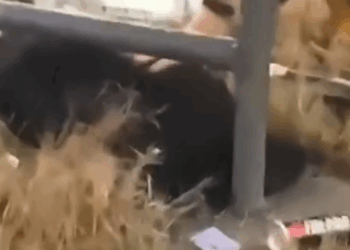 Terrified dog that was abandoned next to freeway learns to trust again_part2