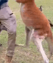 Seems that the kangaroo doesn’t like man’s presence😅_part2
