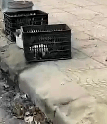 From Trash to Treasure A Puppy’s Journey_part2