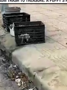 From Trash to Treasure A Puppy’s Journey_part2
