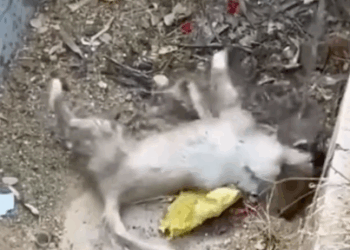 Man Save’s Puppy After Seizure Quick Care 😍😱🐶_part2