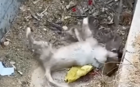 Man Save’s Puppy After Seizure Quick Care 😍😱🐶_part2