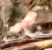 Man Find Out Falling Bird’s Nest_part2