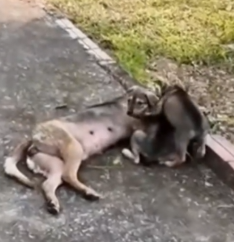 She was weak, but still protecting her babies with all her strength._part2