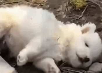 Rescue this puppy in the street #rescue_part2