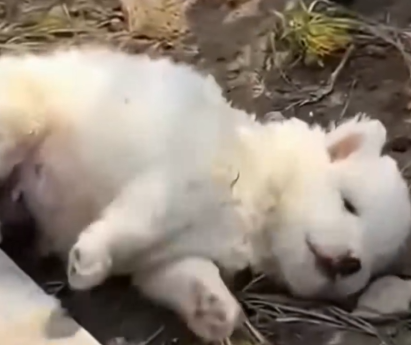 Rescue this puppy in the street #rescue_part2