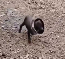 Rescue puppy in the deep pain_part2