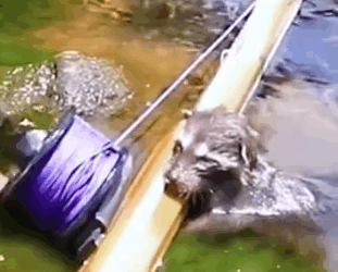 The man saved a baby raccoon from a stream #rescue #animals #animalsoftiktok #rescueanimals_part2