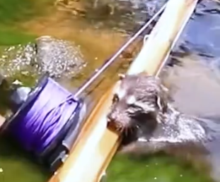 The man saved a baby raccoon from a stream #rescue #animals #animalsoftiktok #rescueanimals_part2