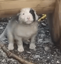 Part2 Animals Rescue #dogrescue #rescuedog #dogsofttiktok #foryoupage #foryou #dogs