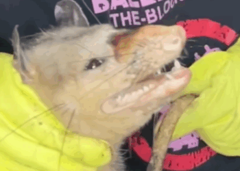 Part2 Animals Rescue #dogrescue #rescuedog #dogsofttiktok #foryoupage #foryou #dogs