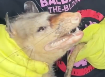 Part2 Animals Rescue #dogrescue #rescuedog #dogsofttiktok #foryoupage #foryou #dogs