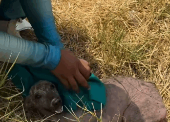 Part2 Animals Rescue #dogrescue #rescuedog #dogsofttiktok #foryoupage #foryou #dogs