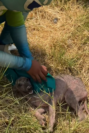 Part2 Animals Rescue #dogrescue #rescuedog #dogsofttiktok #foryoupage #foryou #dogs