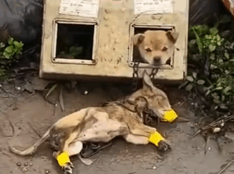 Rescue poor puppy in the dump rescue_part2