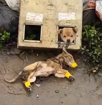 Rescue poor puppy in the dump rescue_part2