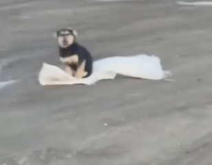 Dog Lost for 3 Months Recognizes His Owner — The Reunion Was Unbelievable_part2