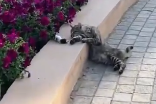 Rescue a family of cats_part2