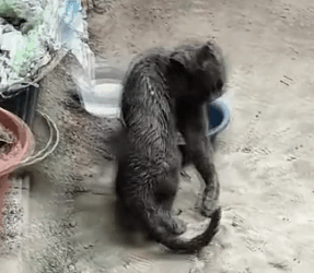 I saved an injured stray cat, and a beautiful thing happened…_part2