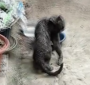 I saved an injured stray cat, and a beautiful thing happened…_part2