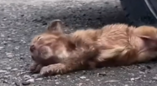 parte 514 rescue of a small dog abandoned in the street with difficulty❤️ #heroes #rescue #puppy #difficulty_part2