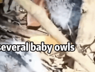 🦉 MIRACLE OWL BABY Lone Survivor’s Rescue animals #rescue_part2