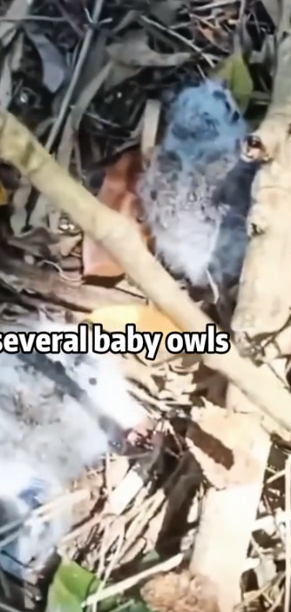 🦉 MIRACLE OWL BABY Lone Survivor’s Rescue animals #rescue_part2