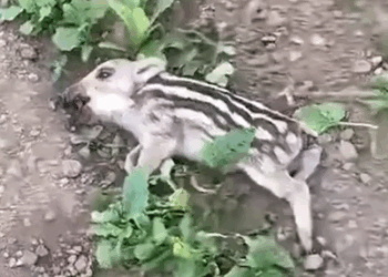 Rescue a wild boar and then #rescue #animals #fyp #boar #big_part2