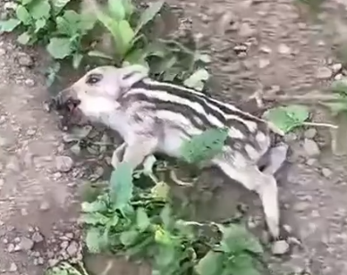 Rescue a wild boar and then #rescue #animals #fyp #boar #big_part2