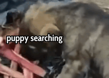 Lonely Puppy Searching for Food… You Won’t Believe What Happened Next 🐶🥺🍽_part2