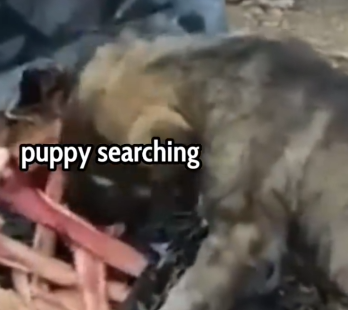 Lonely Puppy Searching for Food… You Won’t Believe What Happened Next 🐶🥺🍽_part2