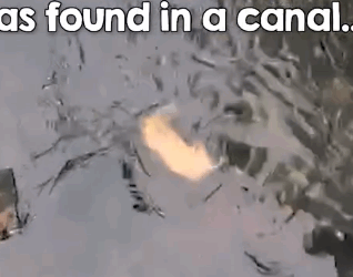 Man Helps Mama Dog Save Drowning Puppy_part2