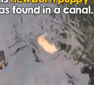 Man Helps Mama Dog Save Drowning Puppy_part2