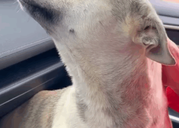 Super Pregnant Dog Was Rescued Just In Time_part2