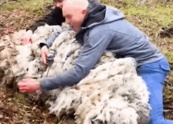 Sheep Rescued From Mountain Looks So Different Now_part2