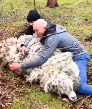 Sheep Rescued From Mountain Looks So Different Now_part2