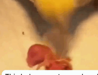 This baby parrot was abandoned by its mother because it was different #rescue_part2