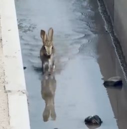 Trapped in a Canal, This Rabbit Gets an Unexpected Rescue_part2