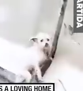 Part2 Animals Rescue #dogrescue #rescuedog #dogsofttiktok #foryoupage #foryou #dogs