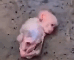 Orphaned Baby Monkey Rescue monkey 🐒🐵_part2