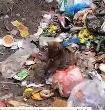 Puppy In The Trash Pile_part2