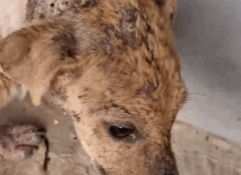 Part2 Animals Rescue #dogrescue #rescuedog #dogsofttiktok #foryoupage #foryou #dogs