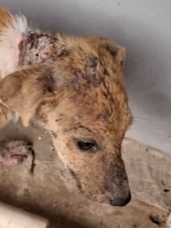 Part2 Animals Rescue #dogrescue #rescuedog #dogsofttiktok #foryoupage #foryou #dogs