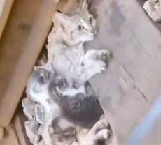 So close to death, a little cat family waited for rescue._part2