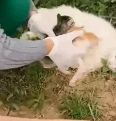 Rescue the cat family in the forest.._part2