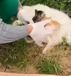 Rescue the cat family in the forest.._part2